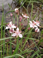 Butomus umbellatus