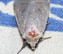 Protorthodes melanopis