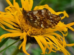 Boloria caucasica