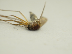 Aedes canadensis canadensis