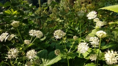 Astrantia pontica