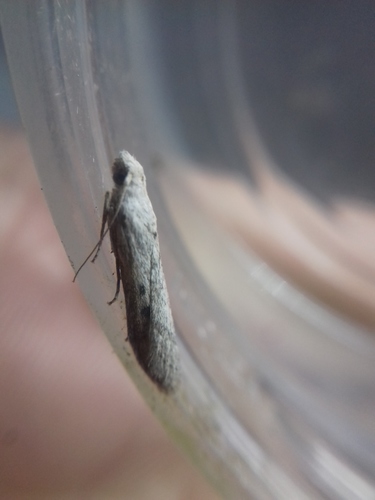 Photo of Theresian Moth (Lamoria anella)