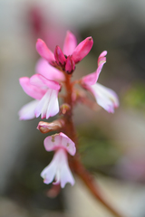 Indigofera brendae