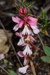 Indigofera brendae