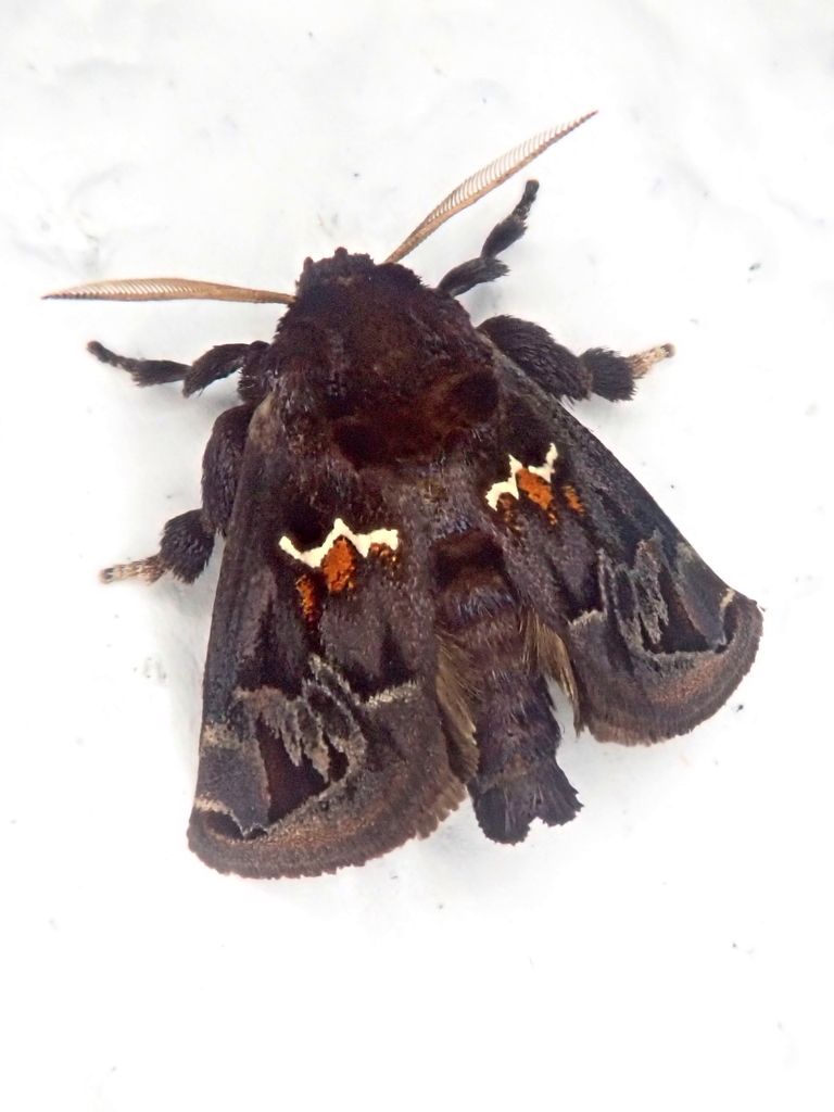 Semyra incisa