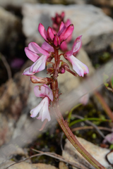 Indigofera brendae