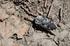 Capnodis miliaris