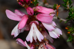 Indigofera brendae