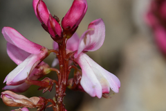 Indigofera brendae