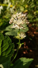 Astrantia pontica