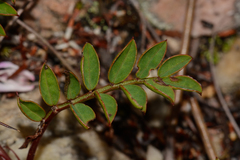 Indigofera brendae