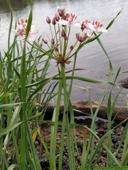 Butomus umbellatus