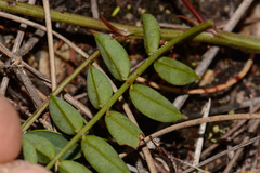 Indigofera brendae