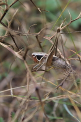 Sepiana sepium