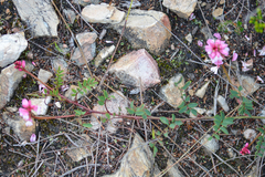 Indigofera brendae