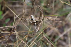 Sepiana sepium