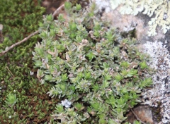 Crassula lanceolata