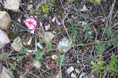 Indigofera brendae