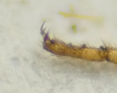 Aedes canadensis canadensis