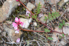 Indigofera brendae