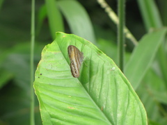 Cissia
