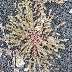 Euphorbia velleriflora