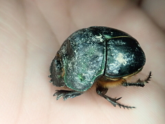 Coprophanaeus acrisius