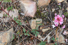 Indigofera brendae