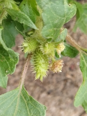 Xanthium strumarium
