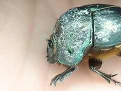 Coprophanaeus acrisius