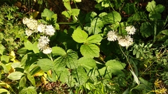 Astrantia pontica