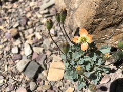 Papaver pygmaeum
