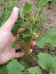 Xanthium strumarium