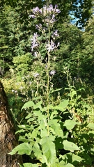 Cicerbita prenanthoides