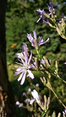 Cicerbita prenanthoides