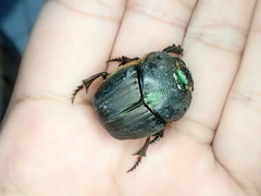 Coprophanaeus acrisius