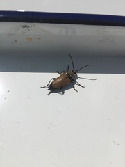 Trigonarthris proxima