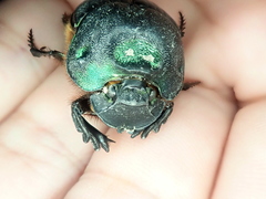 Coprophanaeus acrisius