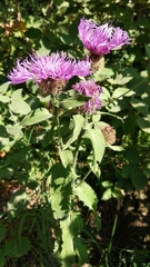 Centaurea phrygia abnormis