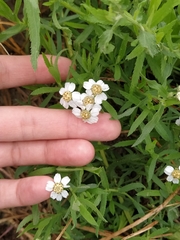 Achillea salicifolia