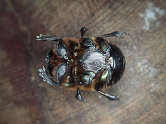 Coprophanaeus acrisius