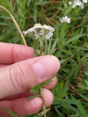 Achillea salicifolia