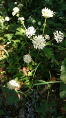 Astrantia pontica