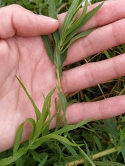 Achillea salicifolia