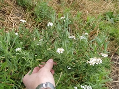 Achillea salicifolia