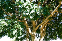 Fraxinus papillosa