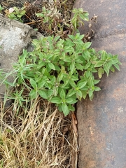 Mentha arvensis