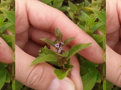 Mentha arvensis
