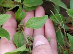 Mentha arvensis