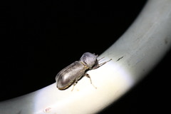 Apatides fortis